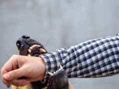 Dog Bite Law Explained: Liability, Victim Rights, and California’s Strict Legal Framework