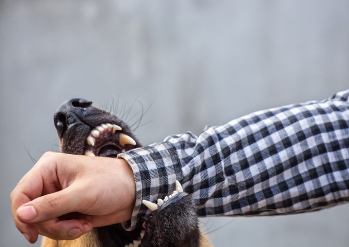 Dog Bite Law Explained: Liability, Victim Rights, and California’s Strict Legal Framework
